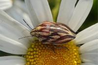 Odontotarsus purpureolineatus