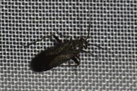 Orthocephalus saltator