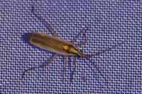 Leptopterna dolabrata