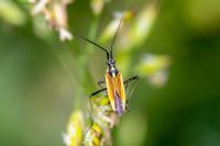 Leptopterna dolabrata