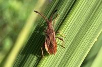 Coriomeris denticulatus