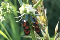 Cercopis vulnerata