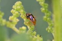 Liocoris tripustulatus
