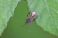 Peritrechus