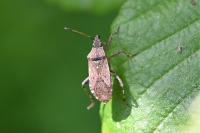 Ceraleptus gracilicornis