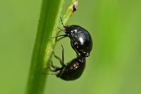 Coptosoma scutellatum