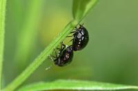 Coptosoma scutellatum