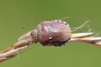 Eurygaster maura