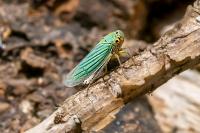 Cicadella viridis