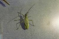 Leptopterna dolabrata