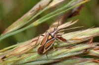 Horistus orientalis