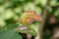 Tetraneura nigriabdominalis