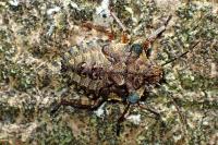 Pentatoma rufipes