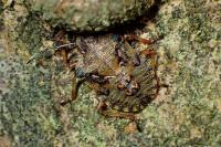 Pentatoma rufipes