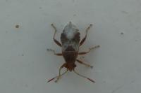 Rhopalus subrufus