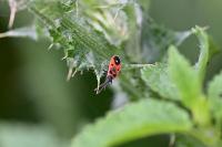Melanocoryphus albomaculatus