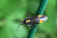 Capsodes flavomarginatus