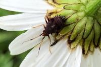 Deraeocoris ruber