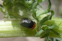 Geocoris erythrocephalus