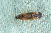 Phylus coryli