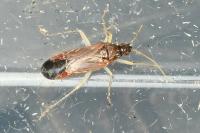Phylus coryli