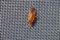 Psallus