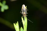 Capsodes flavomarginatus