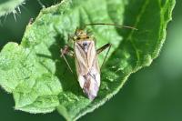 Adelphocoris lineolatus