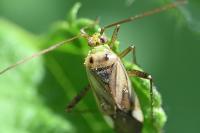 Adelphocoris lineolatus