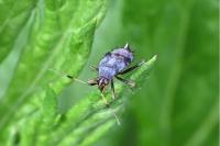 Deraeocoris ruber
