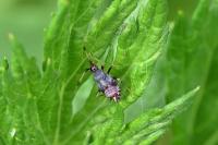Deraeocoris ruber