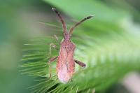 Coriomeris denticulatus