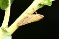Aphrophora