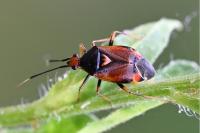 Deraeocoris ruber