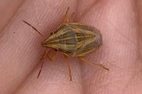 Aelia acuminata