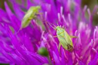 Closterotomus norwegicus