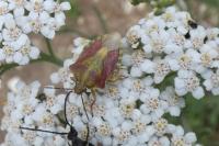 Carpocoris purpureipennis