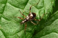 Himacerus apterus
