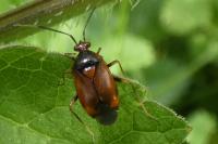 Deraeocoris ruber