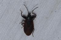 Gastrodes grossipes