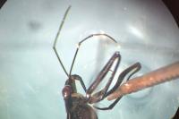 Aquarius paludum