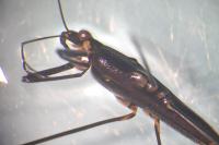 Aquarius paludum