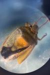 Piezodorus lituratus