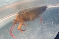 Piezodorus lituratus