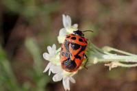 Eurydema ornata