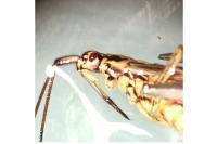 Leptopterna dolabrata