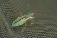 Myrmus miriformis