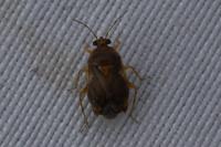 Deraeocoris lutescens