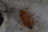 Agnocoris