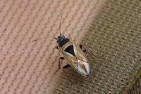 Xanthochilus quadratus